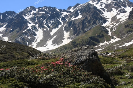 Dolomiten mit bl?henden Almrausch