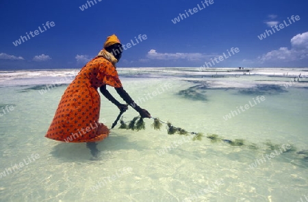 Eine Frau arbeitet auf ihrer Seegras Plantage an der Ostkuester der Insel Zanzibar oestlich von Tansania im Indischen Ozean.