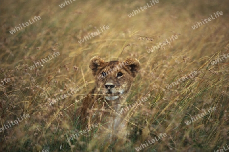 L?wenbaby (Panthera leo)