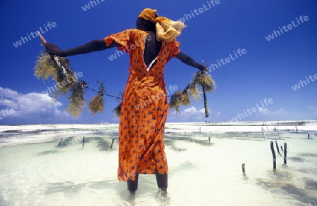 Eine Frau bei der Ernte von Seegrass in einer Seegrass Plantage bei Bwejuu an der Ostkueste der Insel Sansibar im Indischen Ozean in Tansania in Ostafrika.