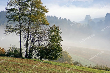 Morgennebel