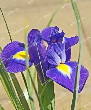 blaue iris