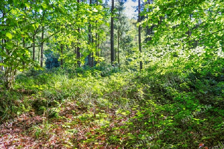 Beautiful view into a dense green forest with bright sunlight casting deep shadow.