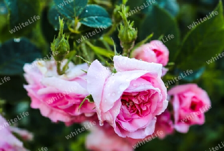 Top view of yellow and orange rose flower in a roses garden with a soft focus background.