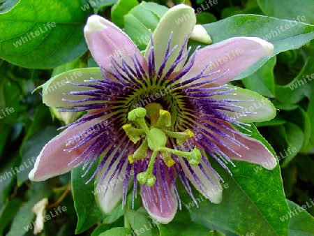 Passiflora edulis