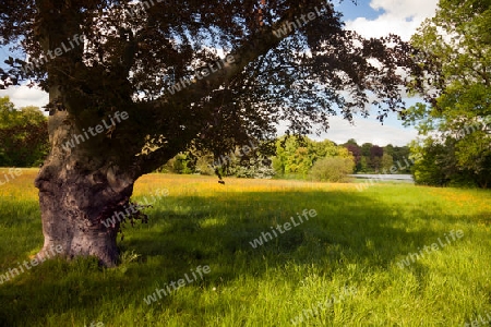 Schlosspark Machern