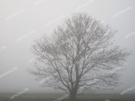 Baum im Herbstnebel