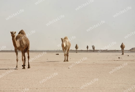 a Sandstorm in the Landscape of the Wadi Rum Desert in Jordan in the middle east.