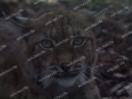 schoener Luchs