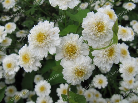 White Flowers