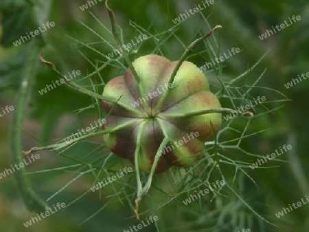 Nigella Samenkapsel von vorn P6291047