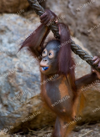 Orang Utan Baby