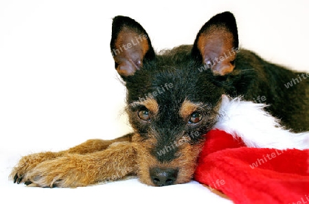 Terrier mit Weihnachtsm?tze