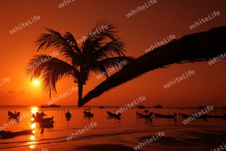 Der Strand  von Hat Sai Ri auf der Insel Ko Tao im Golf von Thailand im Suedwesten von Thailand in Suedostasien.