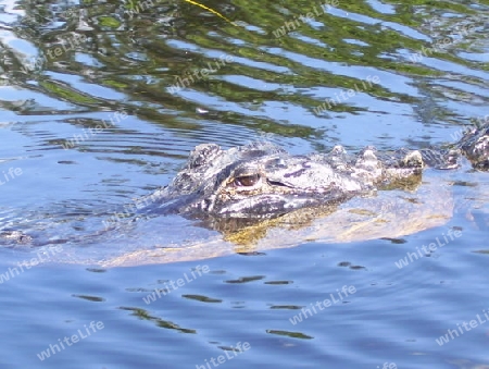 Alligator