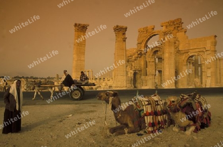 Die Ruinen von Palmyra in der Wueste Faydat in Syrien im Mittleren Osten in Arabien.