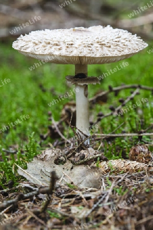 Parasolpilz(Lepiota procera) im herbstlichen Wald