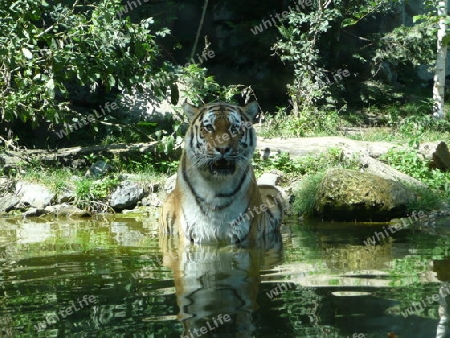 Tiger im Wasser