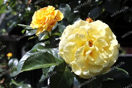 Top view of yellow and orange rose flower in a roses garden with a soft focus background.