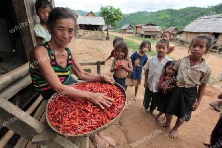 Chili Schoten werden an der luft getrocknet in der Bergregion beim Dorf Kasi an der Nationalstrasse 13 zwischen Vang Vieng und Luang Prabang in Zentrallaos von Laos in Suedostasien. 