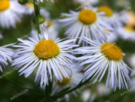 Bl?ten Erigeron annuus P6270450-2