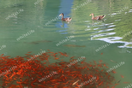 Goldfischschwarm und Enten