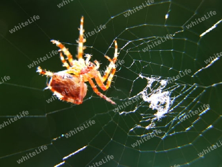 Spinne im Netz