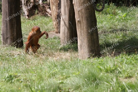 Orang Utan - Pongo pygmaeus