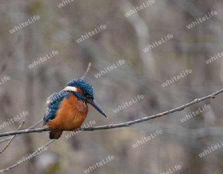 Eisvogel "Peter" 