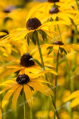 Rudbeckia fulgida