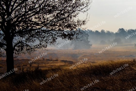 Wintermorgen in der Heide