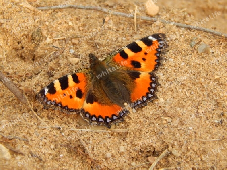 Kleiner Fuchs auf Sand