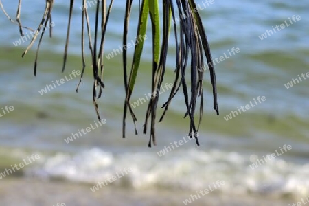 Beautiful palm trees at the beach on the tropical paradise islands Seychelles