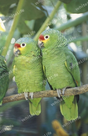 Tropical Birds in the town of Copan in Honduras in Central America,