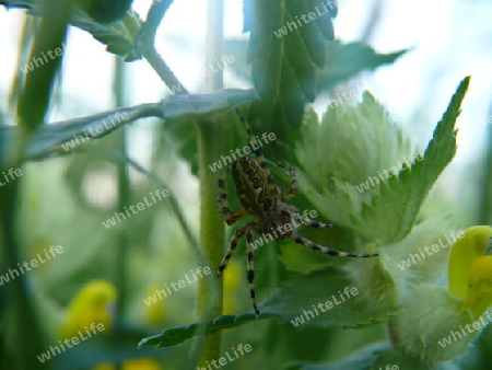 Spinne auf Achse