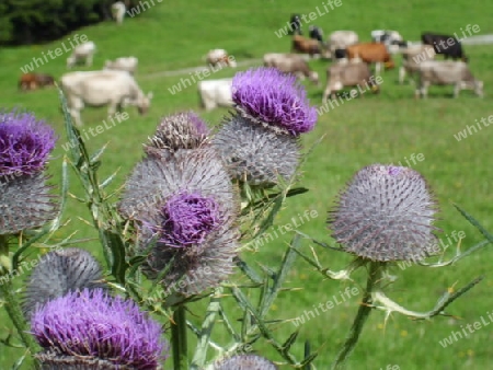 Distel auf der Almwiese