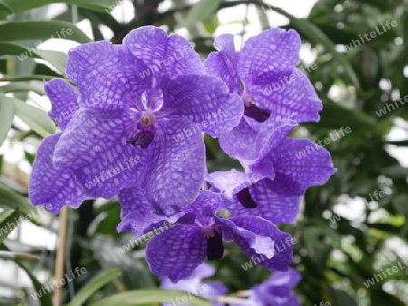 Orchidee Blaue Vanda