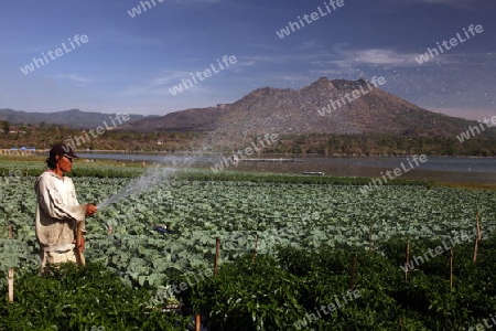 Asien, Suedost, Indonesien, Bali, Insel, Batursee, See, Lake, Gunung Batur, Berg Batur, Vulkan, Kratersee, Landschaft, Kedisan, Landwirtschaft, alltag,    (Urs Flueeler) 