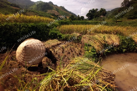 Ein Reisfeld in der Bergregion beim Dorf Kasi an der Nationalstrasse 13 zwischen Vang Vieng und Luang Prabang in Zentrallaos von Laos in Suedostasien.Flueeler)