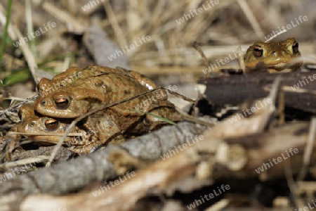 Paarung der  Erdkr?ten, Bufo bufo