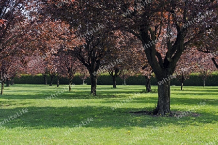 Blutpflaumen, rotlaubige Sorten der Kirschpflaume , Prunus ceras