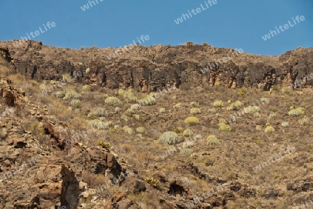 Kanaren Wolfsmilch - endemische Pflanze auf Gran Canaria