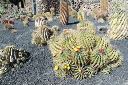 Kaktusgarten auf Lanzarote