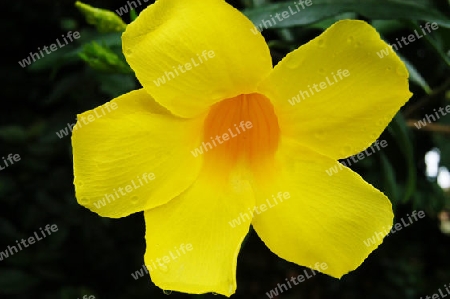 Goldtrompete - Allamanda cathartica