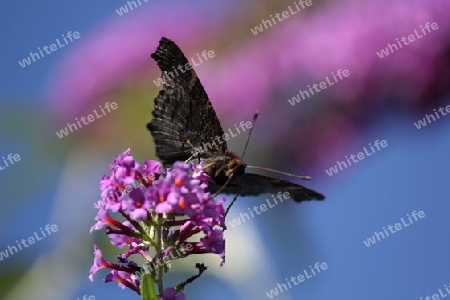 Tagpfauenauge auf Sommerflieder