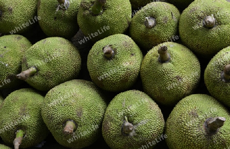 Jackfruit Fruechte auf dem Day Markt in der Hauptstadt Phuket Town auf der Insel Phuket im sueden von Thailand in Suedostasien.