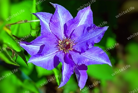 Clematis