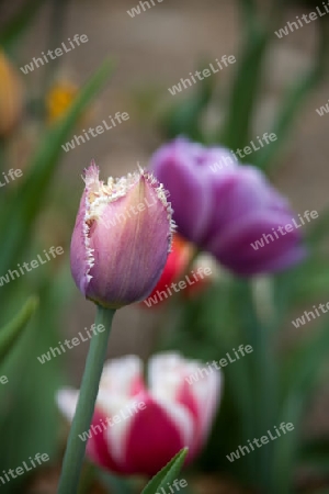 tulpe