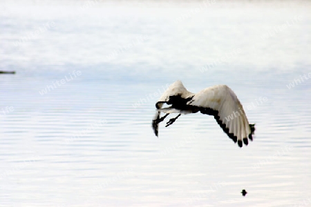 Sacred Ibis, Threskiornis Aethiopica