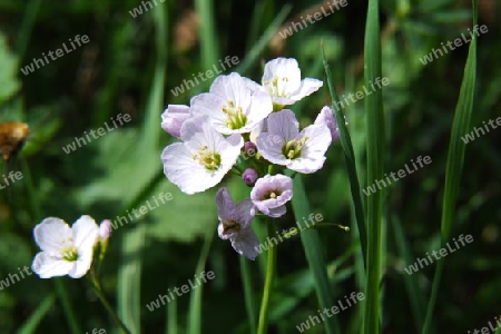 Wiesenschaumkraut